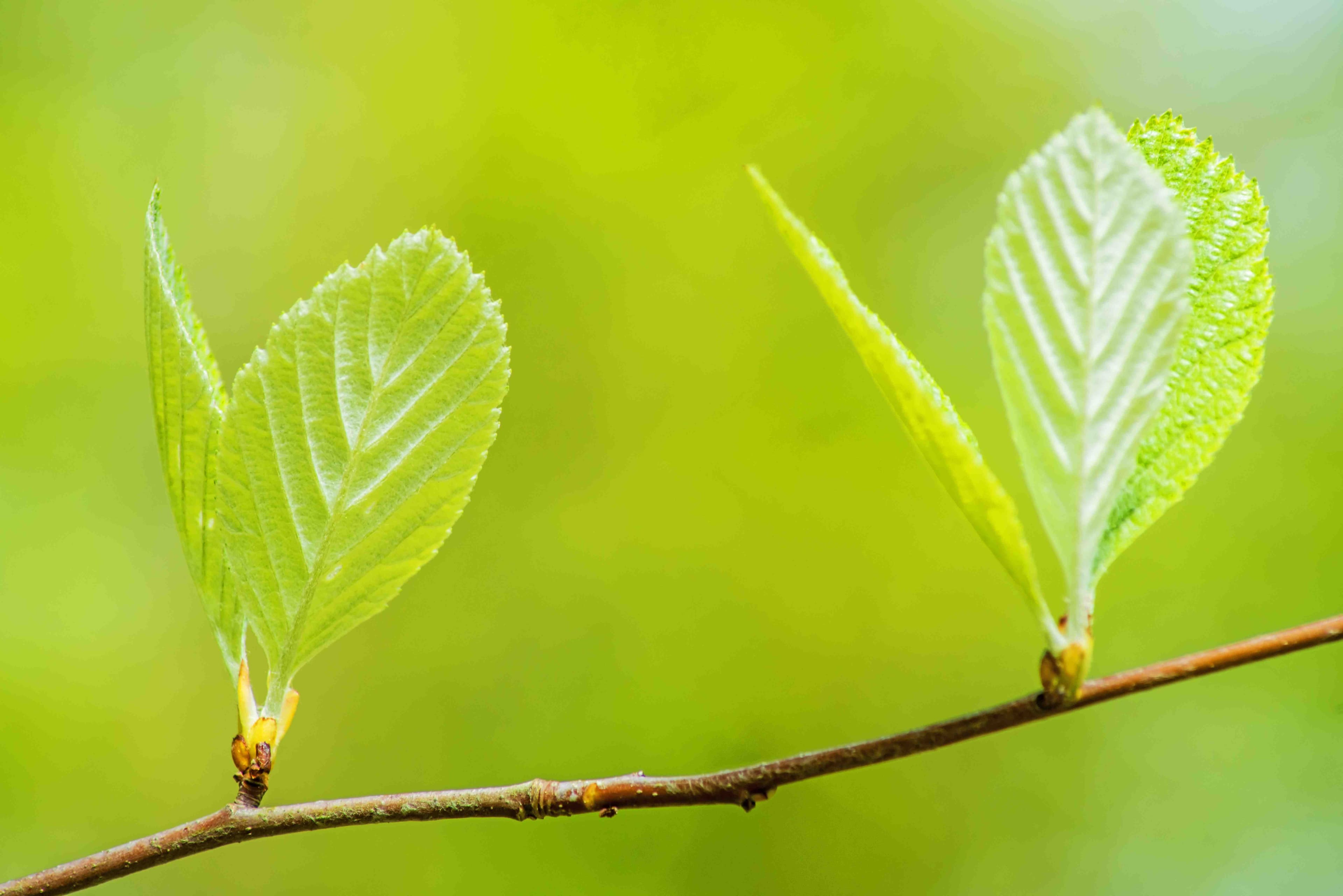 Grüne Blätter am Ast