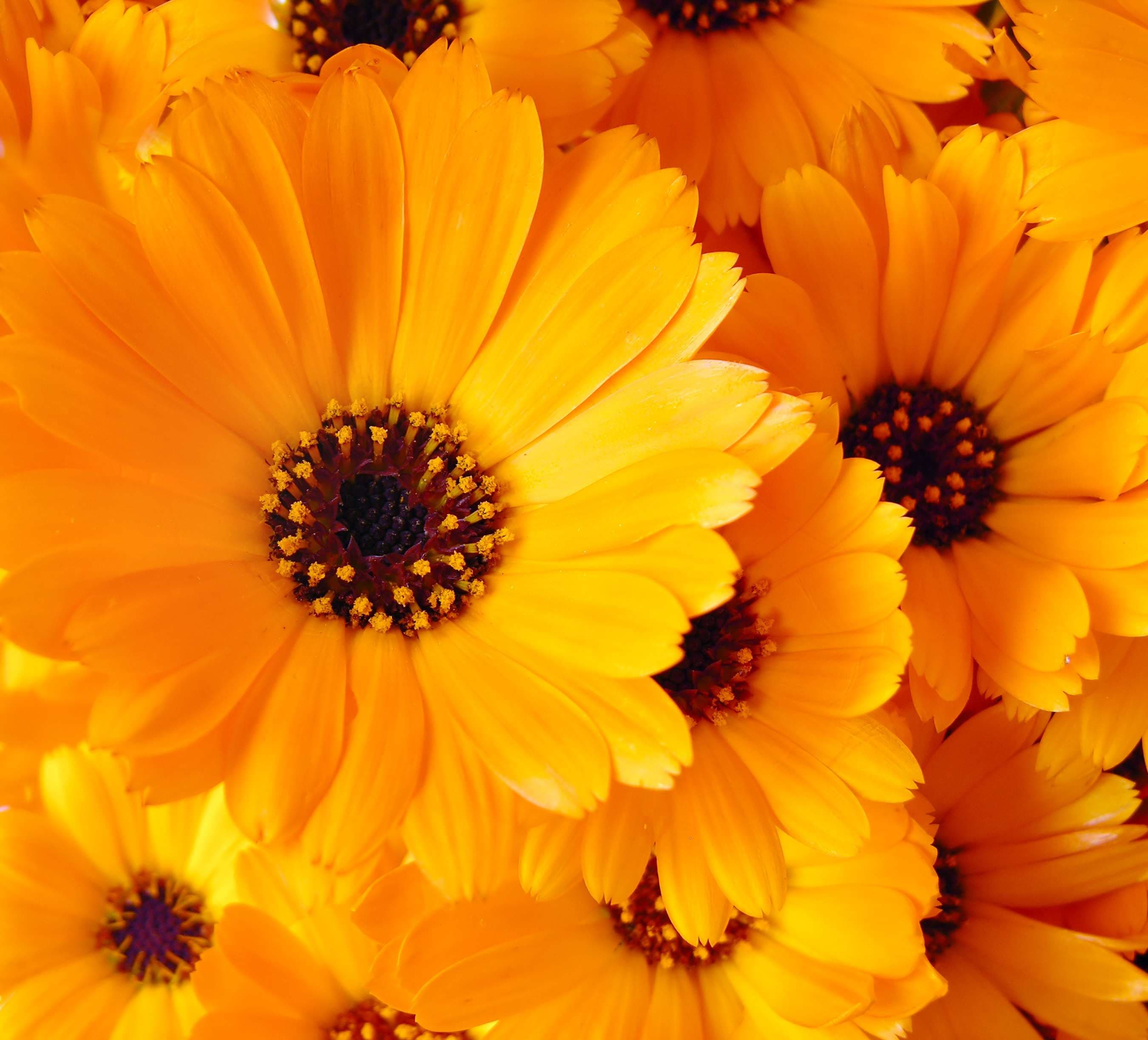 Ringelblume (Calendula)