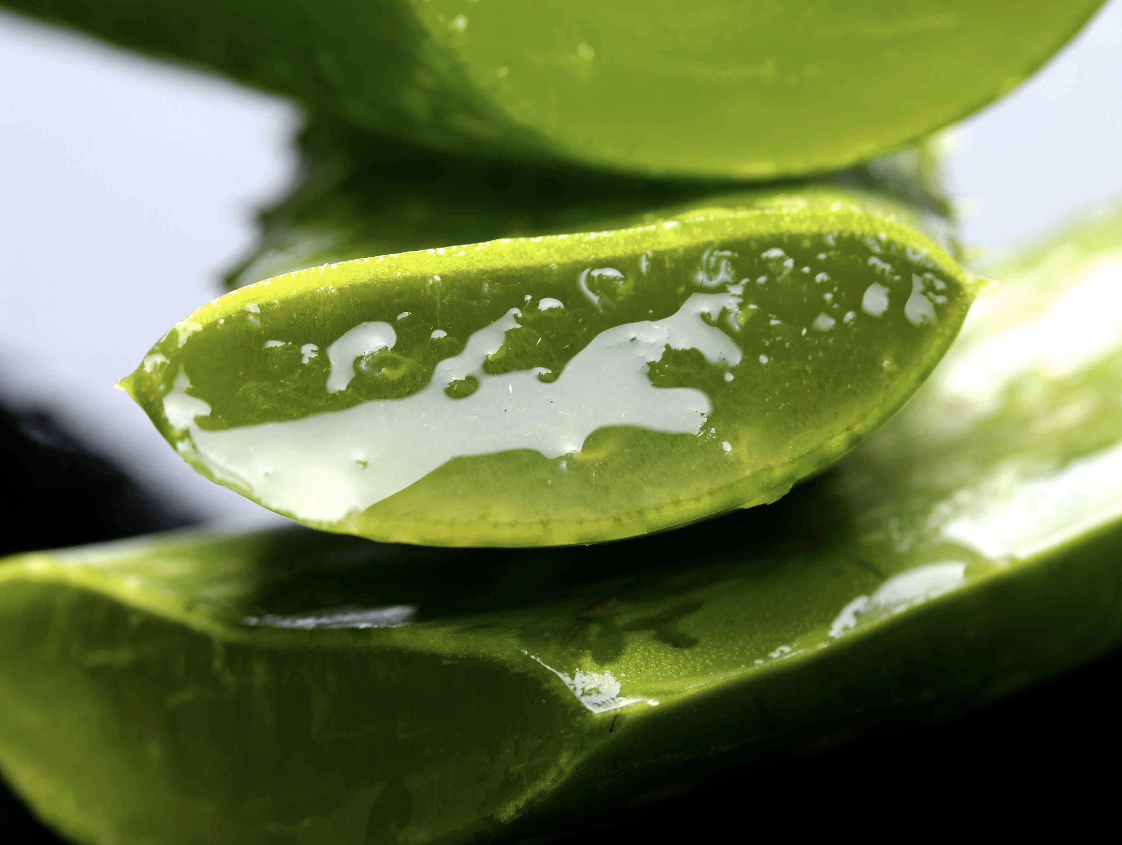 Aloe Vera – die Pflanze der Unsterblichkeit