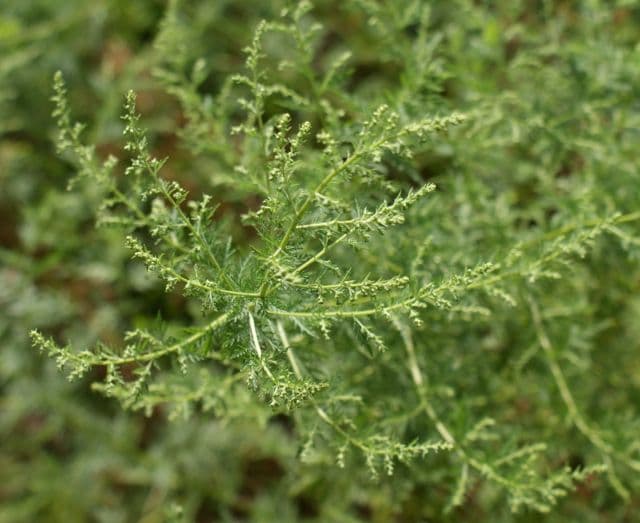 Artemisia annua – die Nobelpreisträgerin
